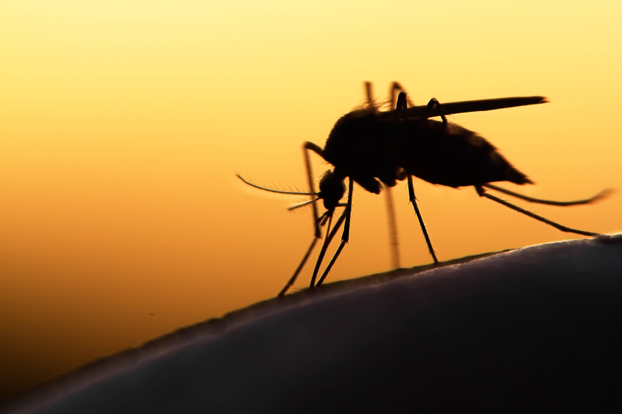 More mosquitos: a potential consequence of climate change