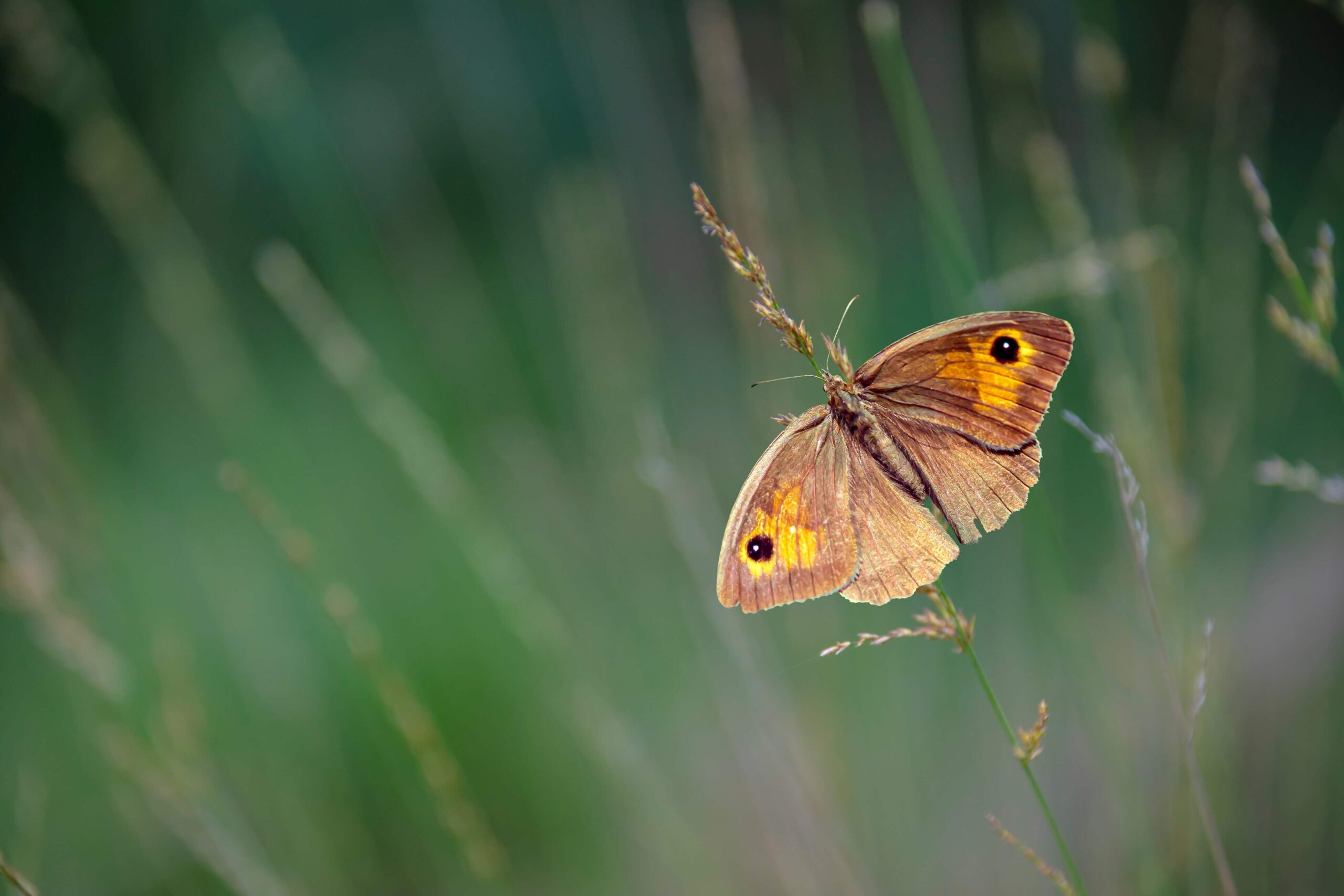 Brown Meadow butterfly