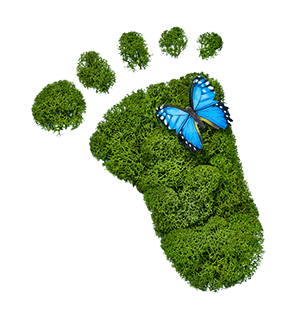 footprint with butterfly